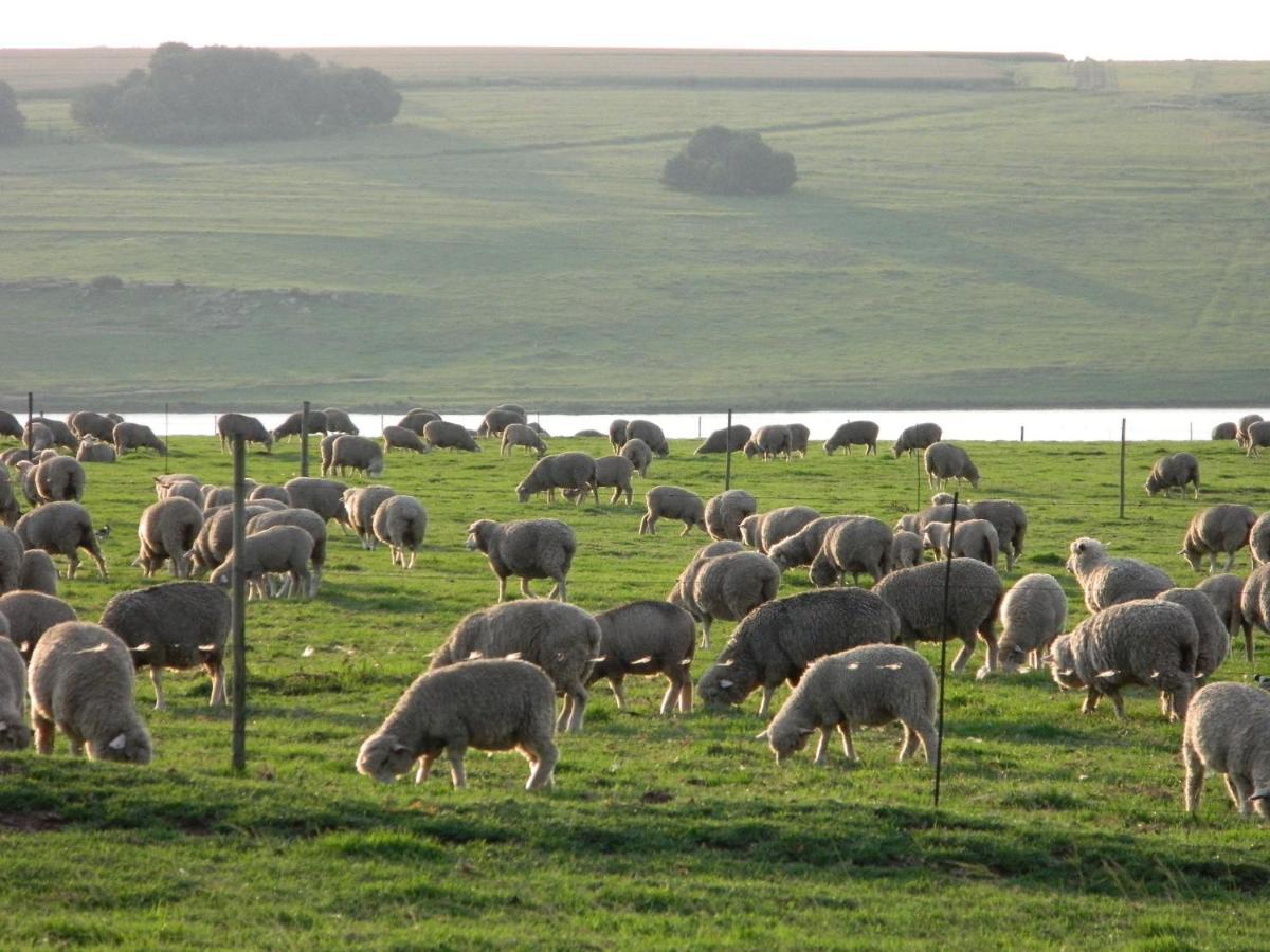 La Vista Farm Stay Ermelo Kültér fotó