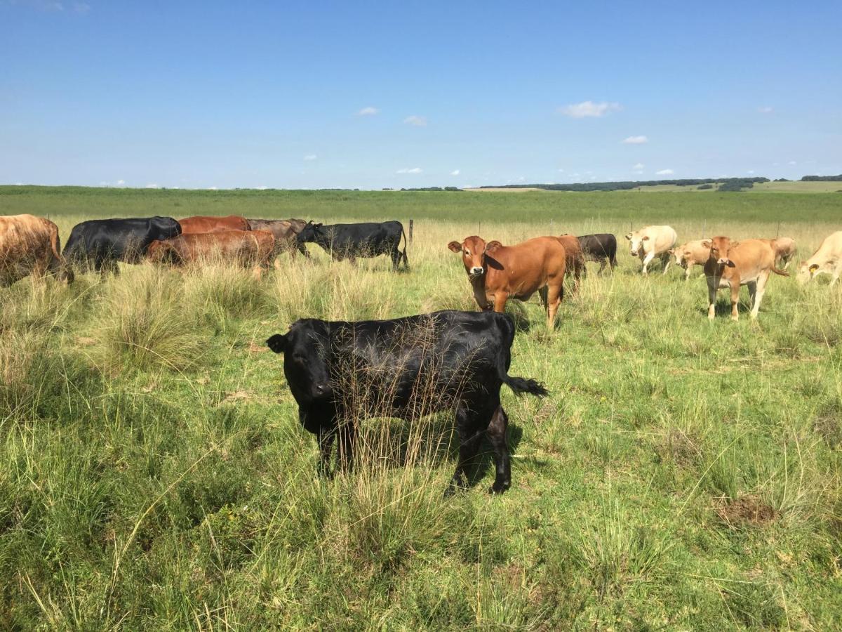 La Vista Farm Stay Ermelo Kültér fotó