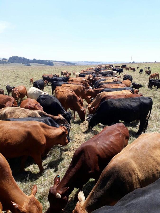La Vista Farm Stay Ermelo Kültér fotó