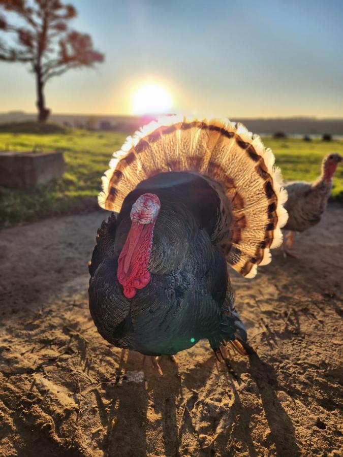La Vista Farm Stay Ermelo Kültér fotó