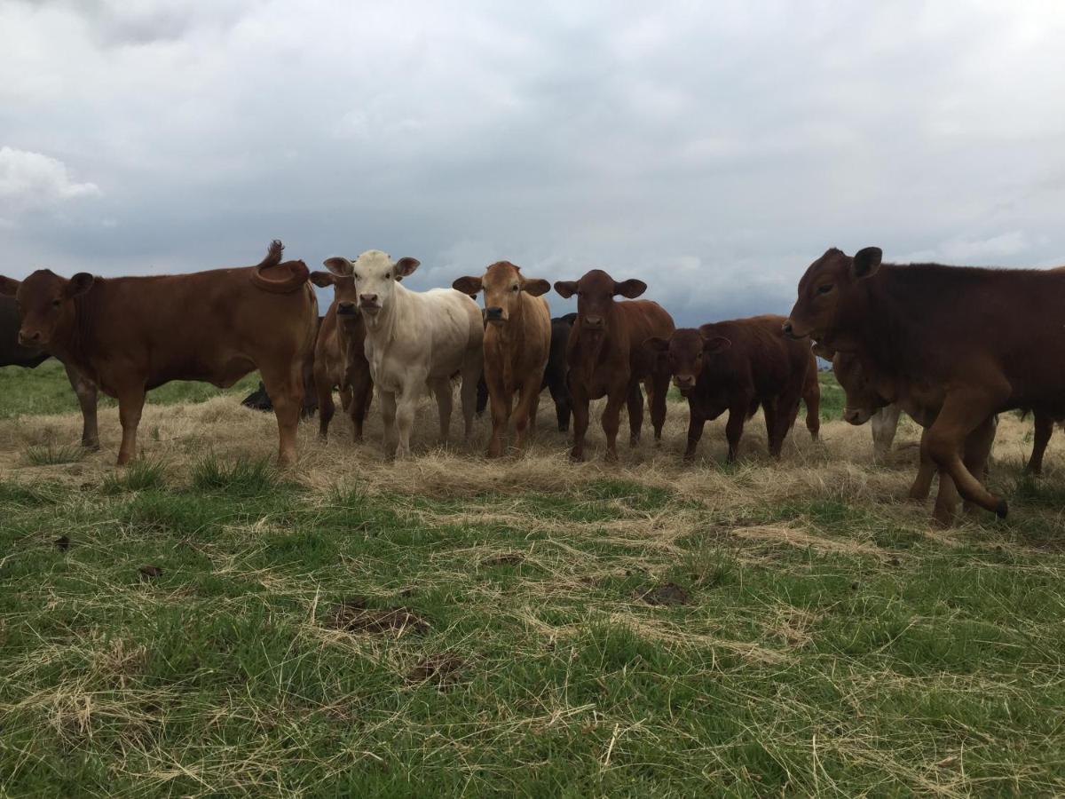 La Vista Farm Stay Ermelo Kültér fotó