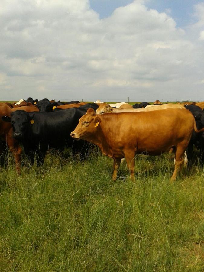 La Vista Farm Stay Ermelo Kültér fotó